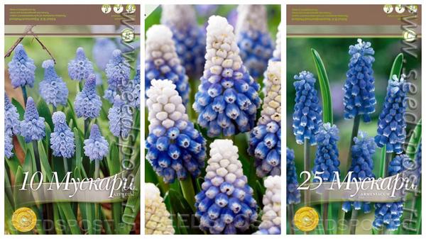 Мускари. Фото с сайта seedspost.ru