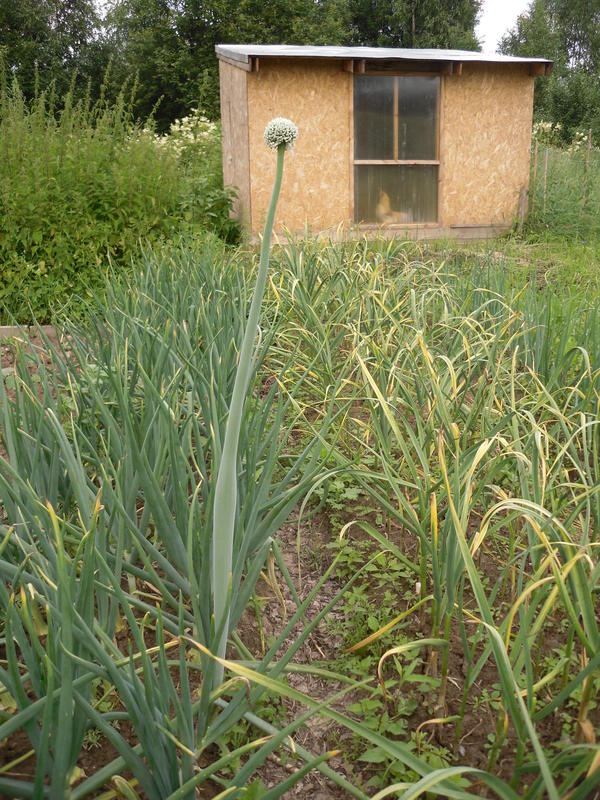 Одинокая стрелка на луковой грядке