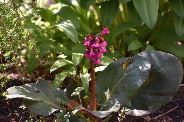 Бадан толстолистный - популярное садовое растение, обладающее полезными свойствами