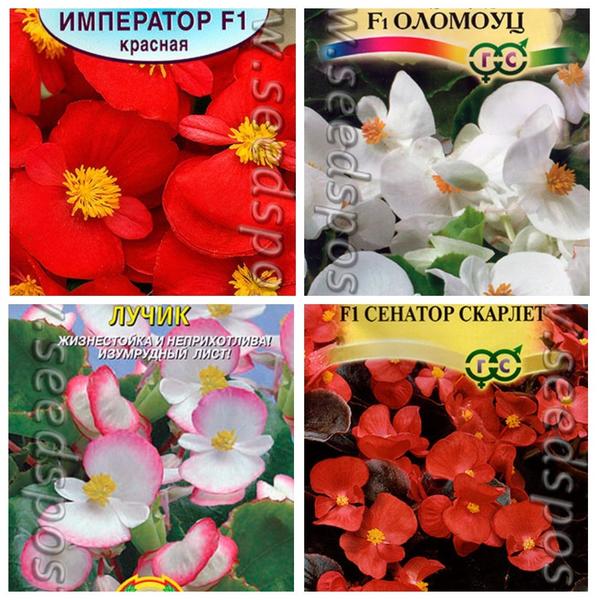Бегонии вечноцветущие, фото с сайта seedspost.ru