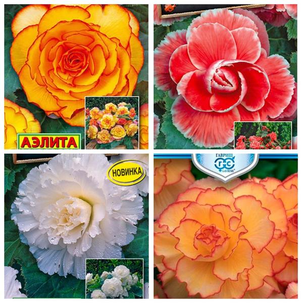Семена Цветов Украины Интернет Магазин