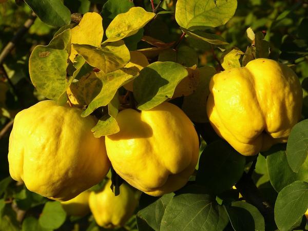 Айва - не самое популярное у садоводов растение, но ее плоды очень полезны