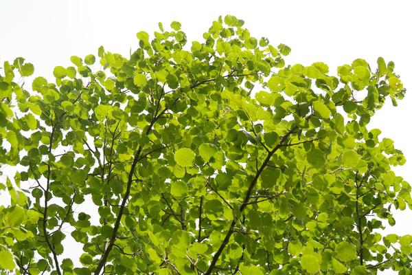 Осина - повсеместно распространенное листопадное дерево