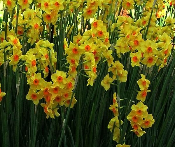 ‘Martinette’