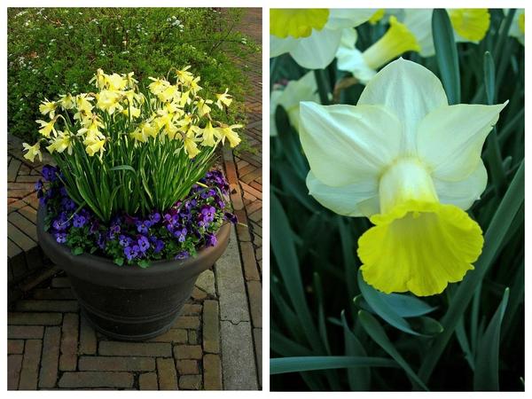‘W.P.Milner’ и ‘Wisley’