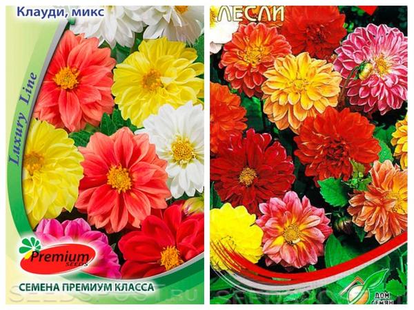 Среднерослые однолетние георгины, фото с сайта seedspost.ru