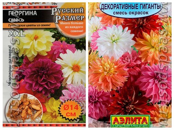 Георгины-гиганты, фото с сайта seedspost.ru