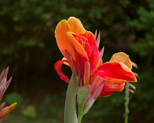Канна - яркий экзотический цветок