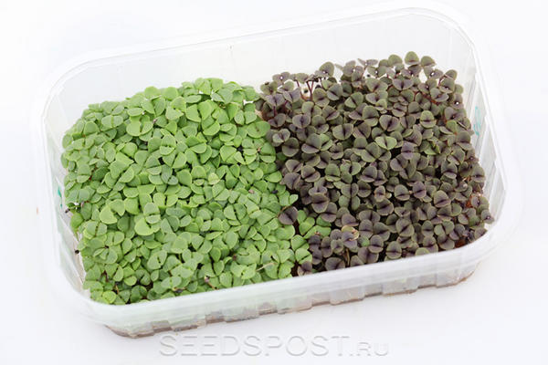 Для самых нетерпеливых: микрозелень базилика. Фото с сайта seedspost.ru