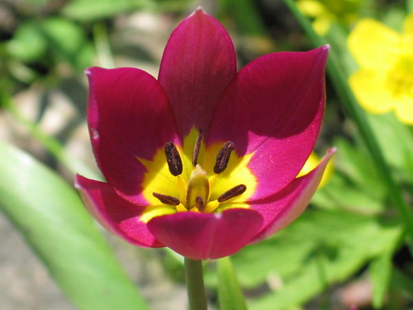 Tulipa humilis 'Persian Pearl'