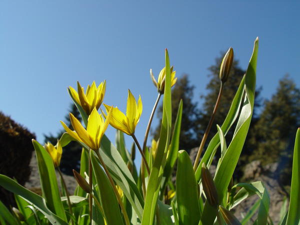 Tulipa neustruevae