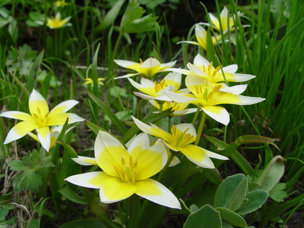 Tulipa tarda
