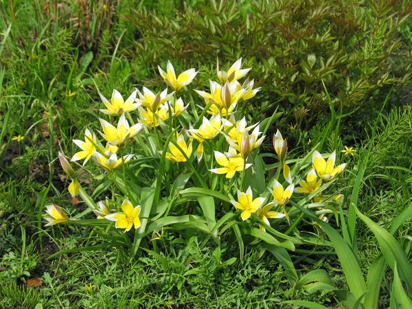 Tulipa tarda