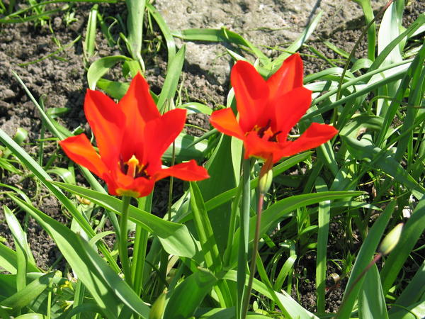 Tulipa fosteriana