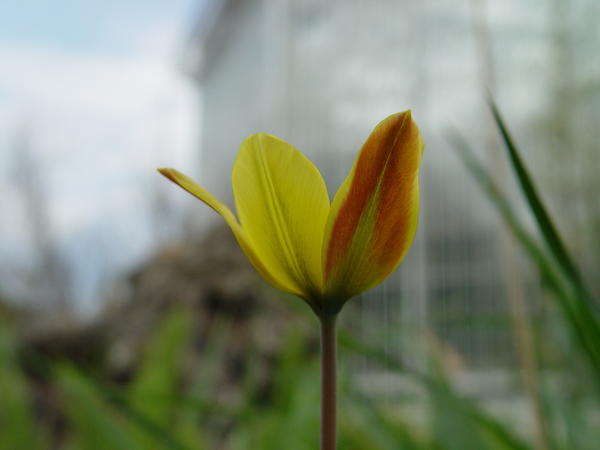 Tulipa iliensis