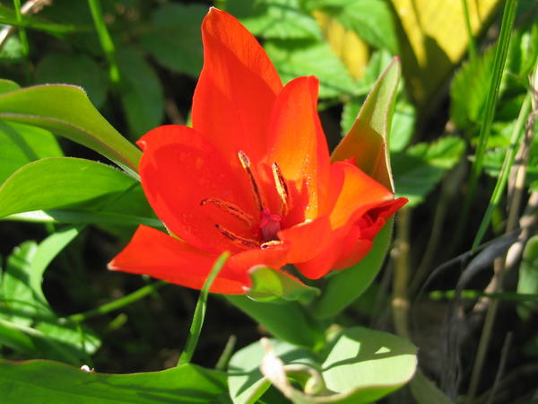 Tulipa praestans
