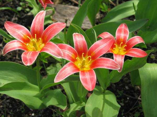 Tulipa kaufmaniana 'Schecspire'