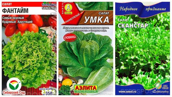 Скороспелые сорта салата для самых нетерпеливых, фото с сайта seedspost.ru