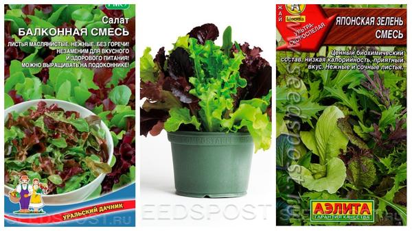Специальные смеси сортов салата можно выращивать даже дома - на подоконнике или балконе. Фото с сайта seedspost.ru