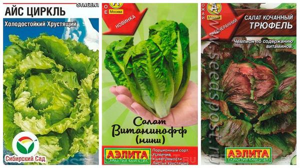 Кочанные салаты на любой вкус и цвет, фото с сайта seedspost.ru