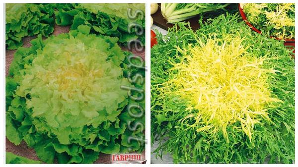 Шикарные розетки эндивия могут украсить не только грядку, но и цветник, фото с сайта seedspost.ru