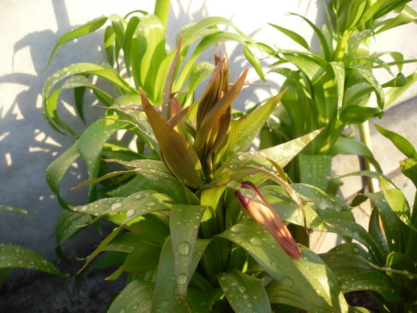 Вот тогда они все в бутонах были и цвели...