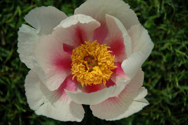 'Athena'