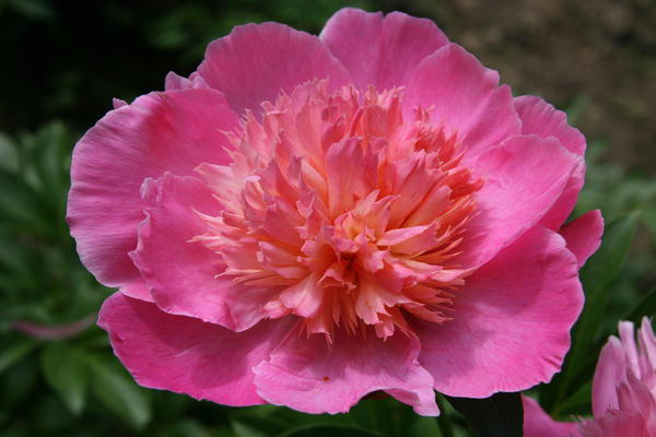 'Сoral Pink'