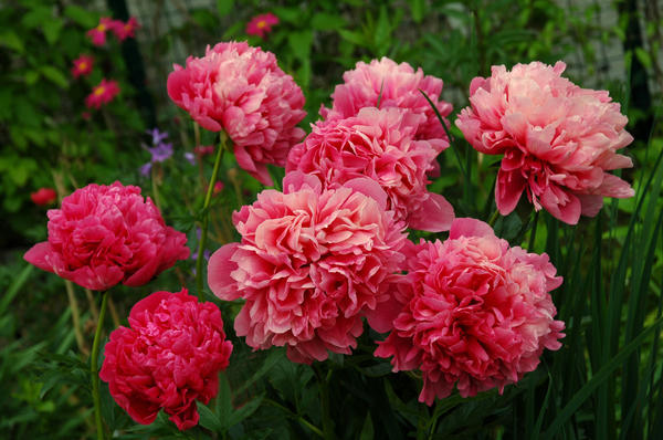 'Glowing Raspberry Rose'