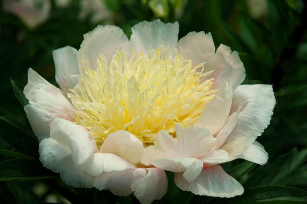 'Plainsman'