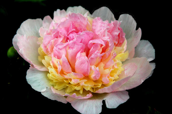 'Raspberry Sundae'