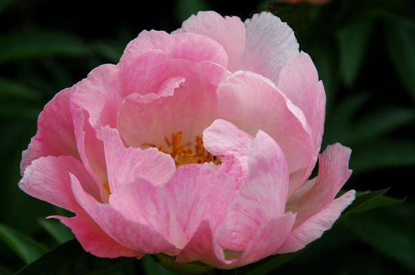 'May Apple'