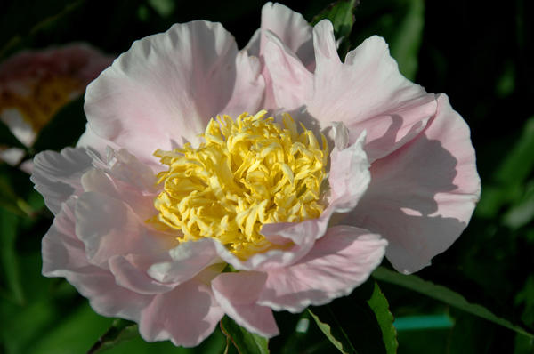 'Kukeni Jishi'