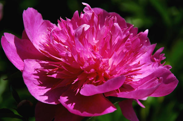 'M-me Butterfly'