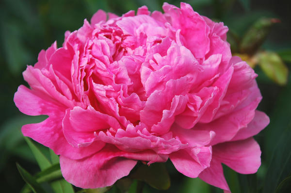 'Alexander Fleming'