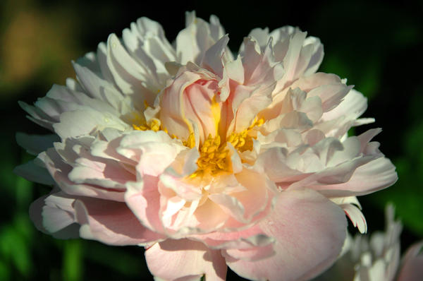 'Suzanne Brown'