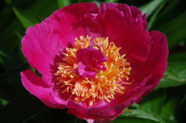 'Kay Tischler'