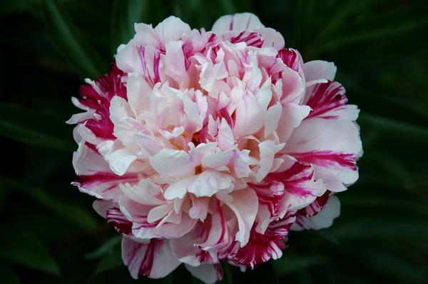 'Candy Stripe'