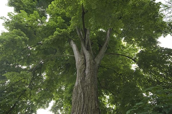 Липа - крупное, долго живущее дерево