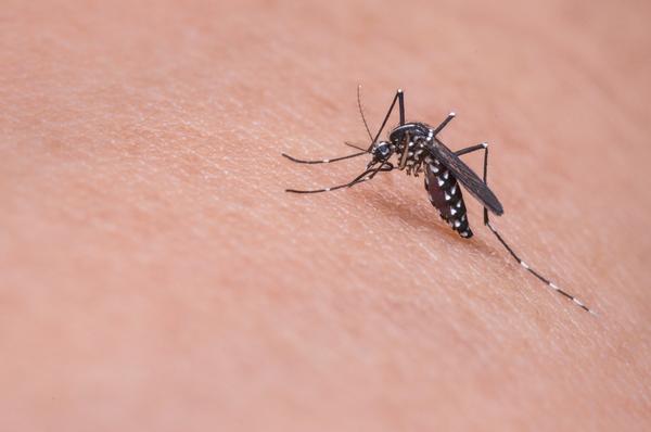 Поможет ли "Звездочка" от комаров - вопрос спорный, но от укусов точно помогает