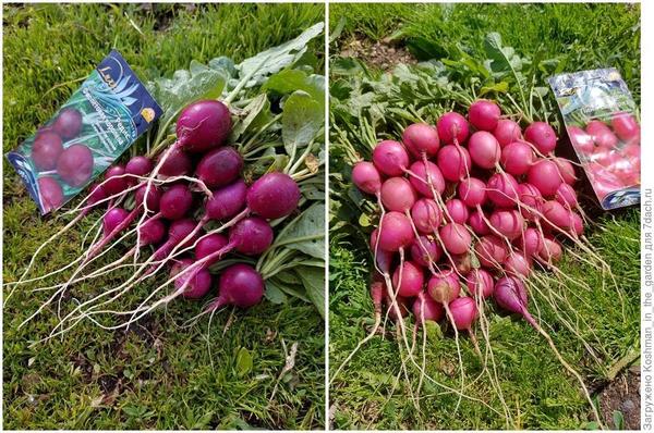 С этими сортами редиса получить отличный урожай легко! Фото пользователя Любовь Кошман
