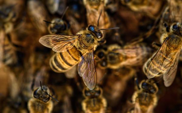 Пчеловодство - древний промысел