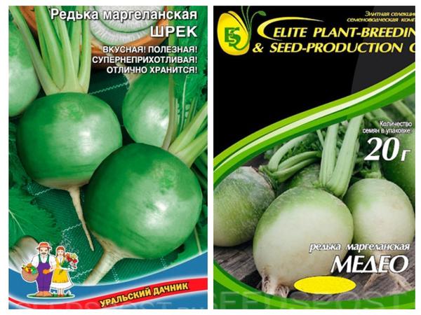 Редька маргеланская может храниться до самой весны, фото с сайта seedspost.ru