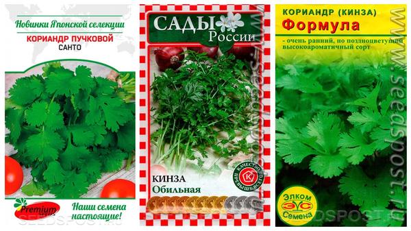 Кинзу можно и нужно сеять все лето, фото с сайта seedspost.ru