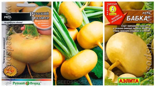 Сорта репы с классической формой и окраской корнеплодов. Фото с сайта seedspost.ru