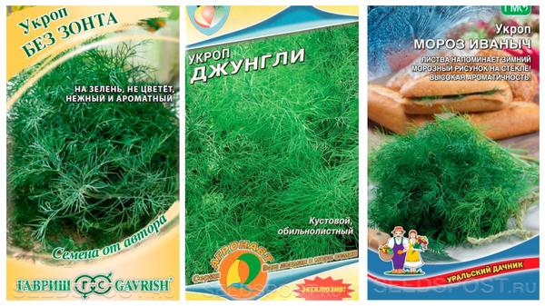 Кустовые сорта укропа идеально подойдут для сушки и заморозки. Фото с сайта seedspost.ru