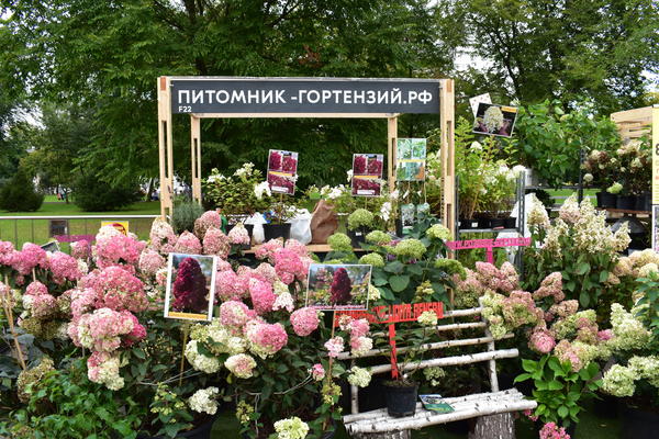 На фестивале можно узнать о популярных садовых новинках и приобрести саженцы