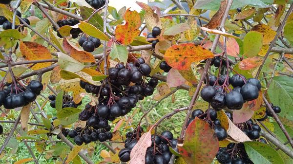 Урожай нынче завидный