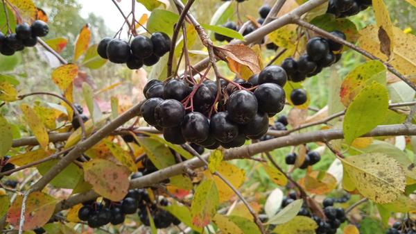 Хороши ягоды!