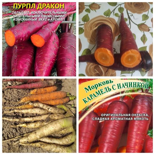 Огородникам нравятся сорта и гибриды моркови с необычной окраской корнеплодов. Фото с сайта seedspost.ru